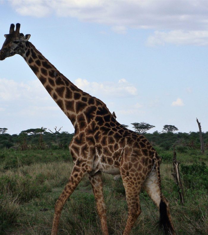 Arusha National Park Day Trip