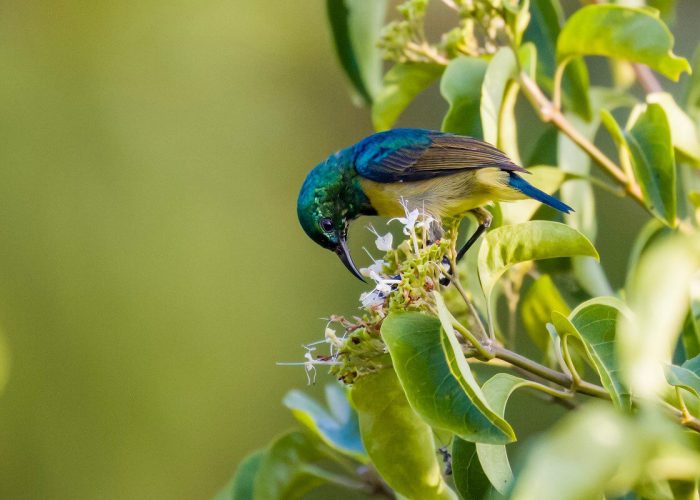 Collared Sunbird