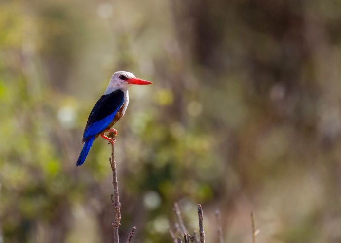Grey-headed Kingfisher