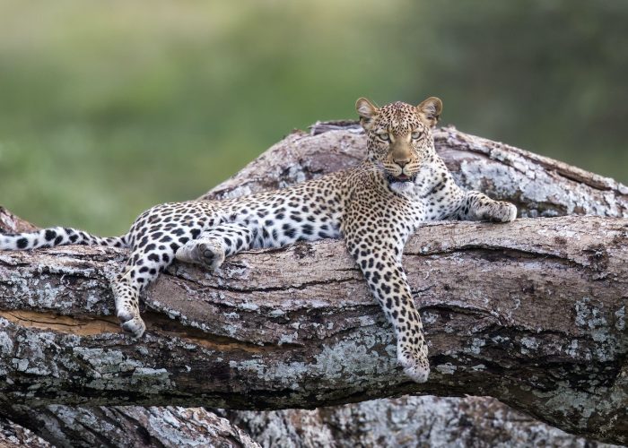 leopard in serengeti national park