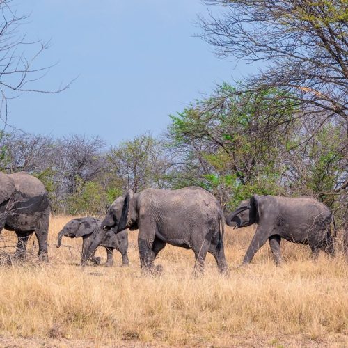 Arusha Elephants