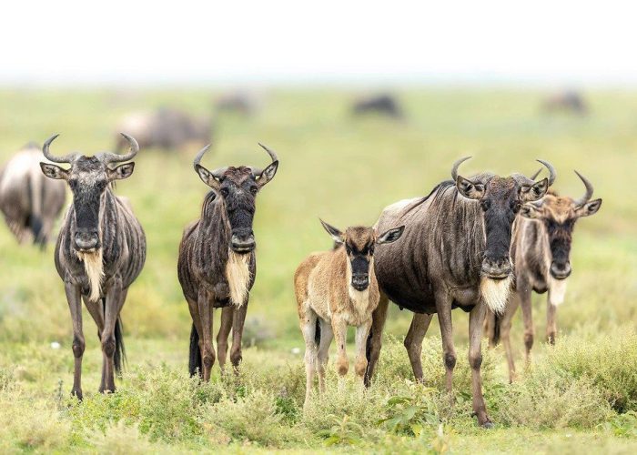 ndutu ndutu