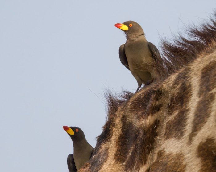 northern tanzania1