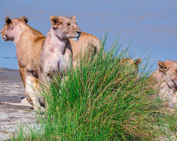 northern tanzania4