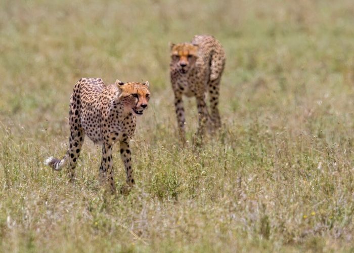 ruaha cheetah