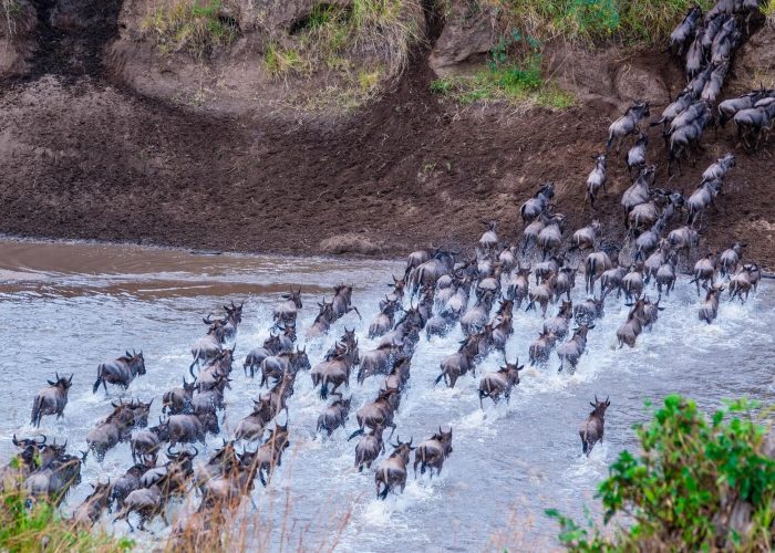 serengeti migration (2)