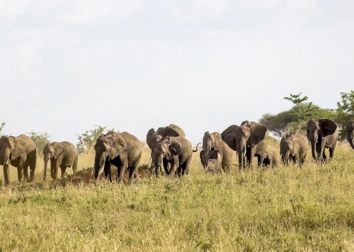 tarangire national park